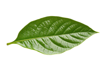 A single vibrant green cocoa leaf with visible veins and a smooth surface, captured in sharp detail