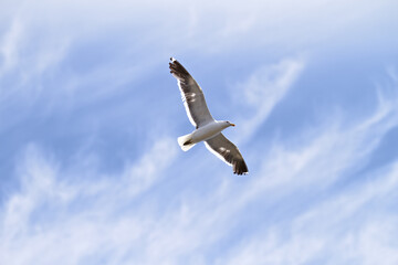 Bird, blue sky and flying for freedom as seagull for wildlife, animals and nature outdoor. Clouds,...