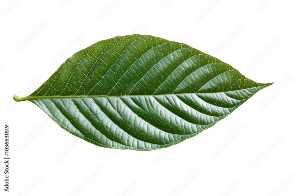 Poster a perfectly shaped green cocoa leaf with a natural glossy finish and intricate vein patterns.