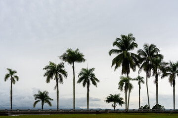 Row of palm trees of varying sizes with mountains obscured by clouds in background, as seen from Bukit Siol or Siol Hill (Kuching North City Hall) Kuching, Sarawak, Malaysia