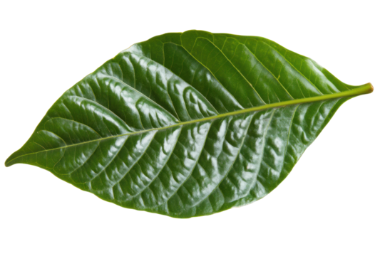 A fresh, symmetrical green cocoa leaf lying flat, with clear details of its texture and veins.