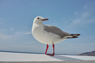 Beach, nature and sky with seagull outdoor in natural environment or habitat for conservation. Animal, background and ecosystem with single coastal bird by wall for sustainability in summer season