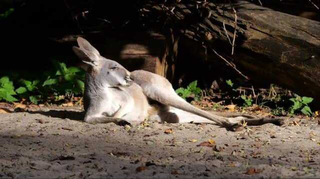 Kangaroos hop or walk, searching for food on a partly sandy, partly grassy ground. Slow-motion footage on a cloudy day with brief sunlight.