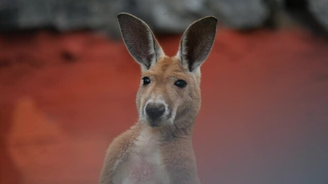 Kangaroos lazily hop and wander on a sandy, grassy area. Filmed in slow motion on a cloudy day with occasional sun.