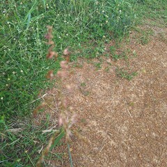grass