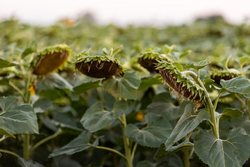 Fototapeta premium Sunflower field yellow summer close up