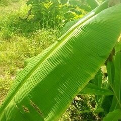 banana leaf in the forest