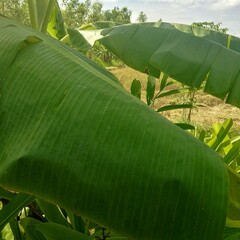 banana leaf in the garden