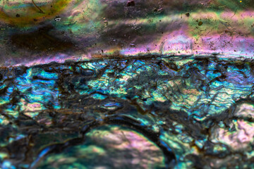 abalone shell colors