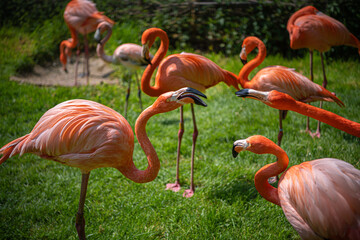 Flamingo birds fighting at the zoo