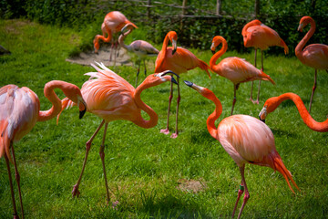 Flamingo birds fighting at the zoo