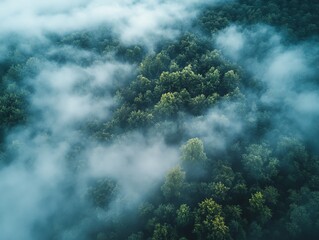 Aerial view of misty forest with dense green foliage and clouds.