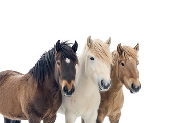 Stunning Image of Icelandic Horses Isolated on transparent Background Perfect for Nature and Animal Themed Projects