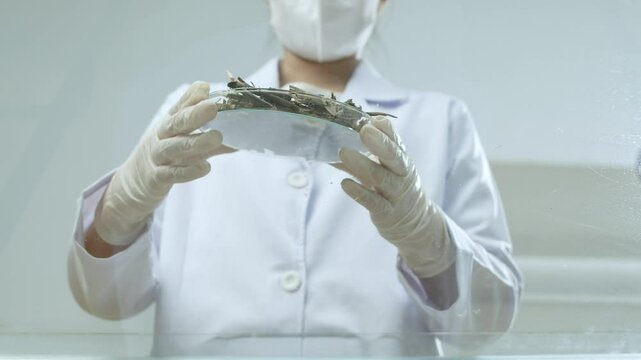 The scientist is adding some dry herb particles to the surface of the glass table from a petri dish. A high-quality video showing a modern scientific experiment.