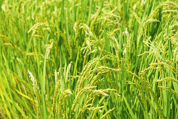  yellow rice ear of rice growing in autumn paddy field