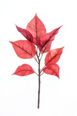 Vibrant red leaves on a branch against a white background