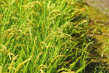  yellow rice ear of rice growing in autumn paddy field