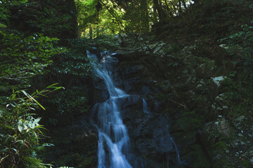 waterfall in lush green forest