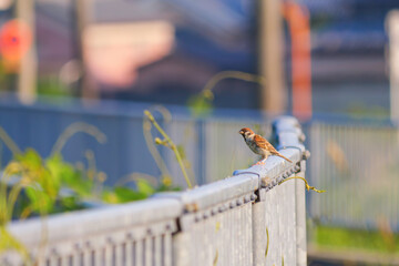 Sparrows playing on the fence at dusk
