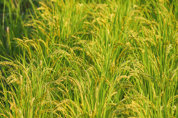  yellow rice ear of rice growing in autumn paddy field