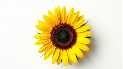 Fototapeta premium Single Vibrant Sunflower With Bright Yellow Petals and a Detailed Dark Brown Center Against a Clean White Isolated Background.