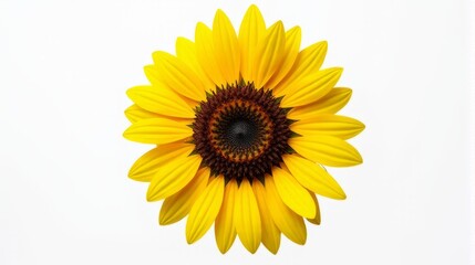 Fototapeta premium Single Vibrant Sunflower With Bright Yellow Petals and a Detailed Dark Brown Center Against a Clean White Isolated Background.
