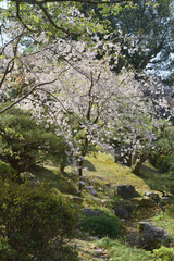 平安神宮の桜