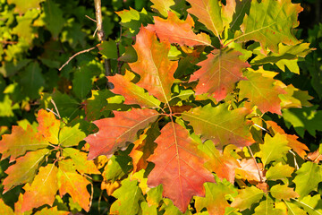Close up of red oak leaves on branch with blurred background. Bright red oak.