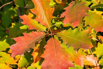 Beautiful bright colorful red oak leaves close up on a sunny day. Bright red oak.