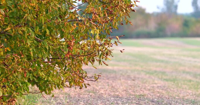Horse chestnut tree next to farming land during autumn, with orange, yellow and brown coloured leaves