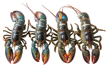 Fresh Lobsters Isolated on a transparent Background Perfect for Food Blogs, Menus, and Culinary Promotions