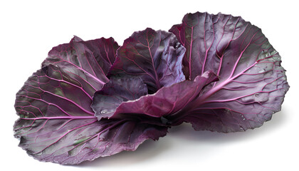 Obraz premium Fresh red cabbage leaf isolated on white