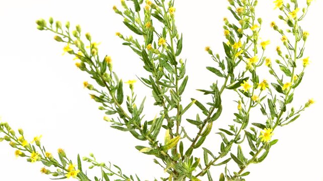 Yellow-flowering Dittrichia viscosa isolated on white background, 4k video