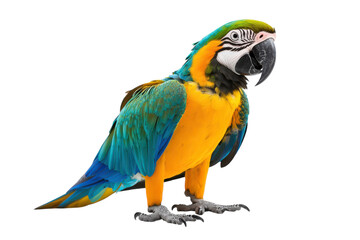 Isolated Macaw on a transparent Background for Use in Educational and Creative Graphic Design Projects
