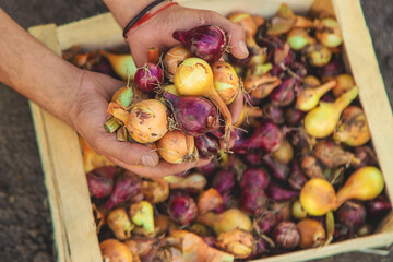 Onion harvest in the garden. Selective focus.