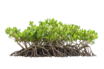 Detailed View of Isolated Mangroves on transparent Background for Nature Conservation and Environmental Awareness Projects