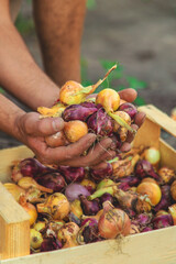 Onion harvest in the garden. Selective focus.