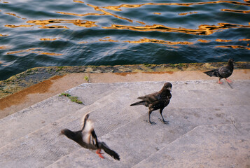 Aves cerca del río posando