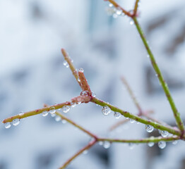 Planta suculenta con gotas después de la lluvia