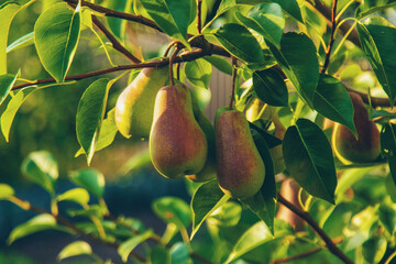 Pears grow in the garden. Selective focus.