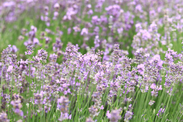 Lavender field. Purple lavender flowers with selective focus. Aromatherapy. The concept of natural...