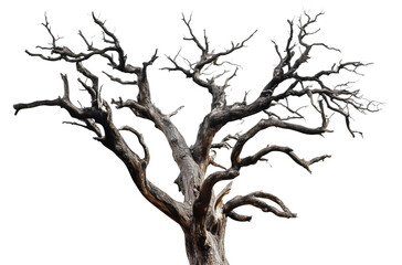 Fototapeta premium creepy dead tree isolated png