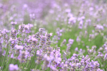 Lavender field. Purple lavender flowers with selective focus. Aromatherapy. The concept of natural...