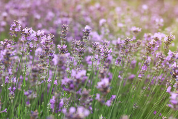 Lavender field. Purple lavender flowers with selective focus. Aromatherapy. The concept of natural cosmetics and medicine. Sun glare and foreground blur, soft focus