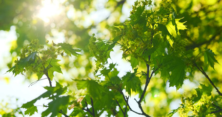 Fototapeta premium Fresh green maple leaves on a tree, against bright sunshine in springtime, blooming maple. Elegant green background of green leaves and bokeh
