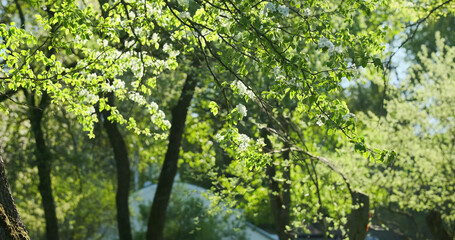 Deciduous trees in a botanical garden, flowering. Landscape of sunshine shining through the park trees in spring