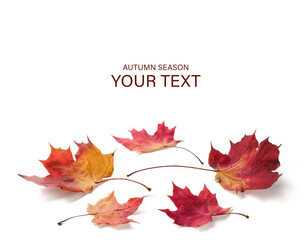 Autumn season is shown with a white background. maple leaves are red and brown. The leaves are scattered on the ground