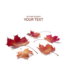 Autumn season is shown with a white background. maple leaves are red and brown. The leaves are scattered on the ground