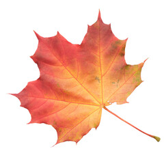 A leaf of a maple tree is shown in full color. The leaf is red and has a slightly brownish tint. The leaf is positioned on a white background, which makes the leaf stand out and appear more vibrant