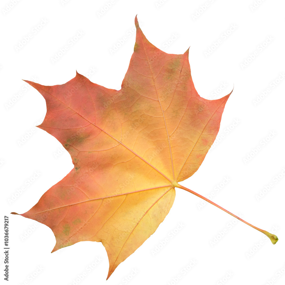Poster a leaf of a maple tree is shown in full color. the leaf is red and has a slightly brownish tint. the
